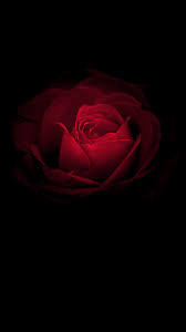Download premium vector of yellow glowing lines on black background vector by aew about background download premium image of light orange rose pattern background macro shot by kutthaleeyo. Amoled Black Flowers Wallpapers Wallpaper Cave