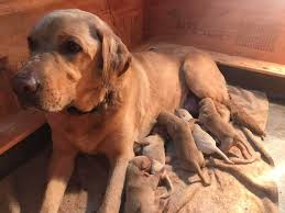 Posted on august 3, 2020 by. Rockford Red Lab Puppies Posts Facebook