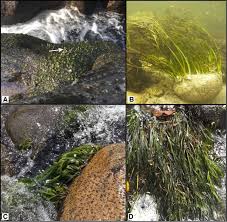 Image result for Podostemaceae