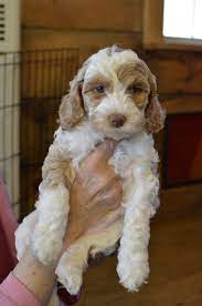 Effective immediately, luxury puppies is proud to offer free home delivery for all puppies purchased online. Parti Poodle Puppies For Sale Australia The Y Guide