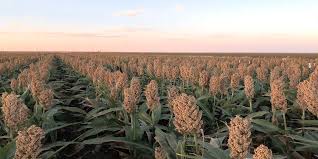 Image result for Sorghum