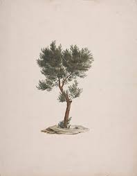 Image result for Juniperus procera