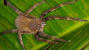 Sie reichen von 1 bis 4 cm und schön aussehen. Bananenspinne Brasilianische Wanderspinne Kindersache
