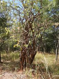 Image result for Strophanthus eminii
