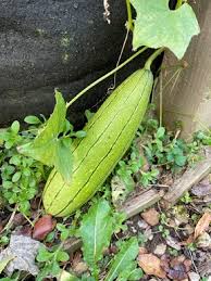 Image result for Luffa