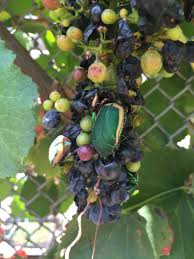 Résultat de recherche d'images pour "metallic green fig beetle"