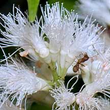 Image result for Syzygium niassense