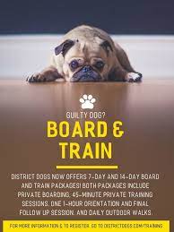 Puppy board and train near me. Board And Train At District Dogs Navy Yard District Dogs