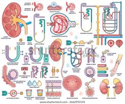 Image result for Nephrology Worksheets