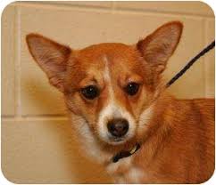 Bradley county, cleveland, tn id: Clarksville Tn Cardigan Welsh Corgi Meet Sugar A Pet For Adoption