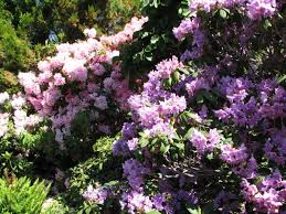 Rhododendron At The Botanical Gardens In Mendocino California Rhododendron Pinterest