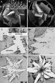 Maybe you would like to learn more about one of these? Https Www Thieme Connect Com Products Ejournals Pdf 10 1055 S 2002 20434 Pdf