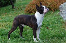 Normandy boston terriers, is a american kennel club® compliant small and very professional home breeder, located in south florida. Boston Terrier Puppies For Sale From Reputable Dog Breeders