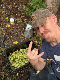 Are paw paws common in mountainous areas?