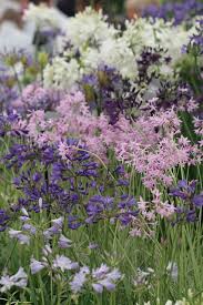 Image result for Tulbaghia