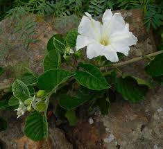 Image result for Ipomoea albivenia