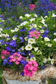 Pin On Pretty Petunias Calibrachoas