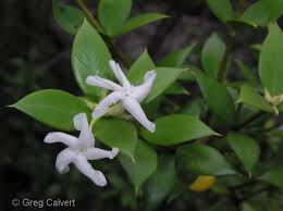 Image result for Alyxia ruscifolia