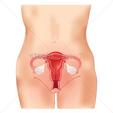 Let me say that it will take many sessions to cover the wonders of the human body. Human Anatomy Of A Uterus Vector Image 1866824 Stockunlimited