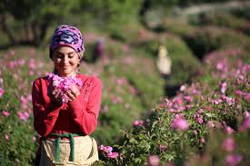 Altıntaş'ın önerileri doğrultusunda gül temalı alternatif bir gezi programı. Gul Bahceleri Egirdir Isparta Turu 2 Gece 3 Gun