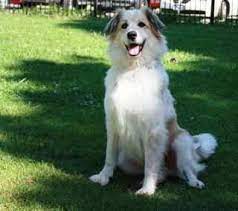 Great Pyrenees Border Collie Mix Cute Dogs Border Collie Mix Great Pyrenees