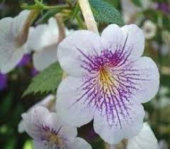 Pin On Gardening