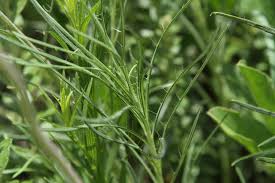 Image result for Berkheya zeyheri