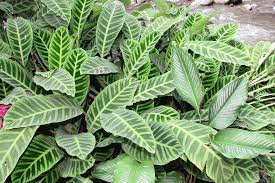 Image result for calathea