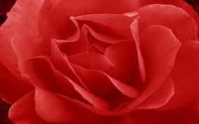 Papel De Parede Rosas Vermelhas Fotos Gratis Computador Pc Walldesk Características técnicas do papel de parede tijolinho marrom e vermelho papel de parede rosas vermelhas fotos