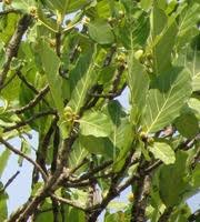 Image result for Mitragyna stipulosa