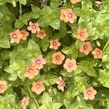 Image result for Lysimachia arvensis