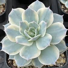 Image result for Senecio subsessilis