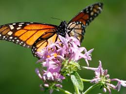 We did not find results for: Ca Monarch Butterfly Population Drops 99 Can Milkweed Save It San Francisco Ca Patch