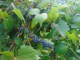 We did not find results for: Foraging In Ontario Wild Grapes Steemit