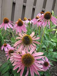 See more ideas about echinacea, perennials, planting flowers. Echinacea Purpurea Wikipedia