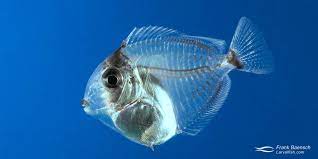 Orangeband Surgeonfish Culture Fish Culture Research