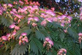 Image result for Mimosa mossambicensis