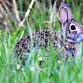 Toddler Tales: Rabbits