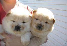 Adorable Two Chow Chow Puppies For Sale Chow Chow Puppies Now Ready Newark Nottinghamshire Vp Chow Puppies For Sale Chow Chow Puppy Chow Chow Puppy For Sale
