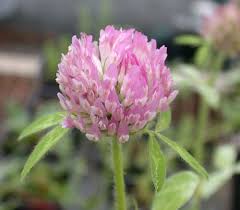Image result for Trifolium masaiense