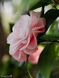 Camellia Japonica Adalyn Side View Fanningsparks Camellia Flower Art Southern Garden