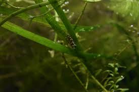 Will he attack the loach? Caresheet Kuhli Loach Pangio Kuhlii Aquariadise