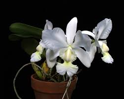 Image result for Lankesteria alba