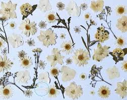 We did not find results for: Pressed White Flower Etsy
