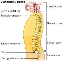 A backbone can tie together diverse networks in the same building, in different buildings in a campus environment. Lordosis Wikipedia