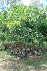 Image result for Strombosia