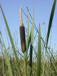 Image result for Typha latifolia
