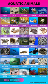Animals 1000 Animal Names Great List Of All Animals Classification Of Animals Visual Dictionary