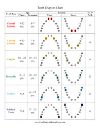 printable tooth eruption chart