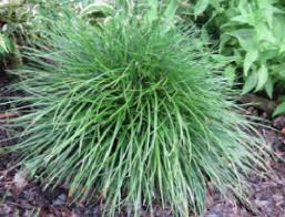 Image result for Ophiopogon